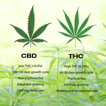 CBD Benefits And Side Effects