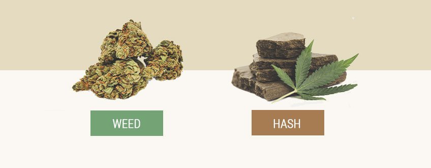 Hash Vs Weed What Is The Difference Between The Two Cbdication   Hash Vs Weed 