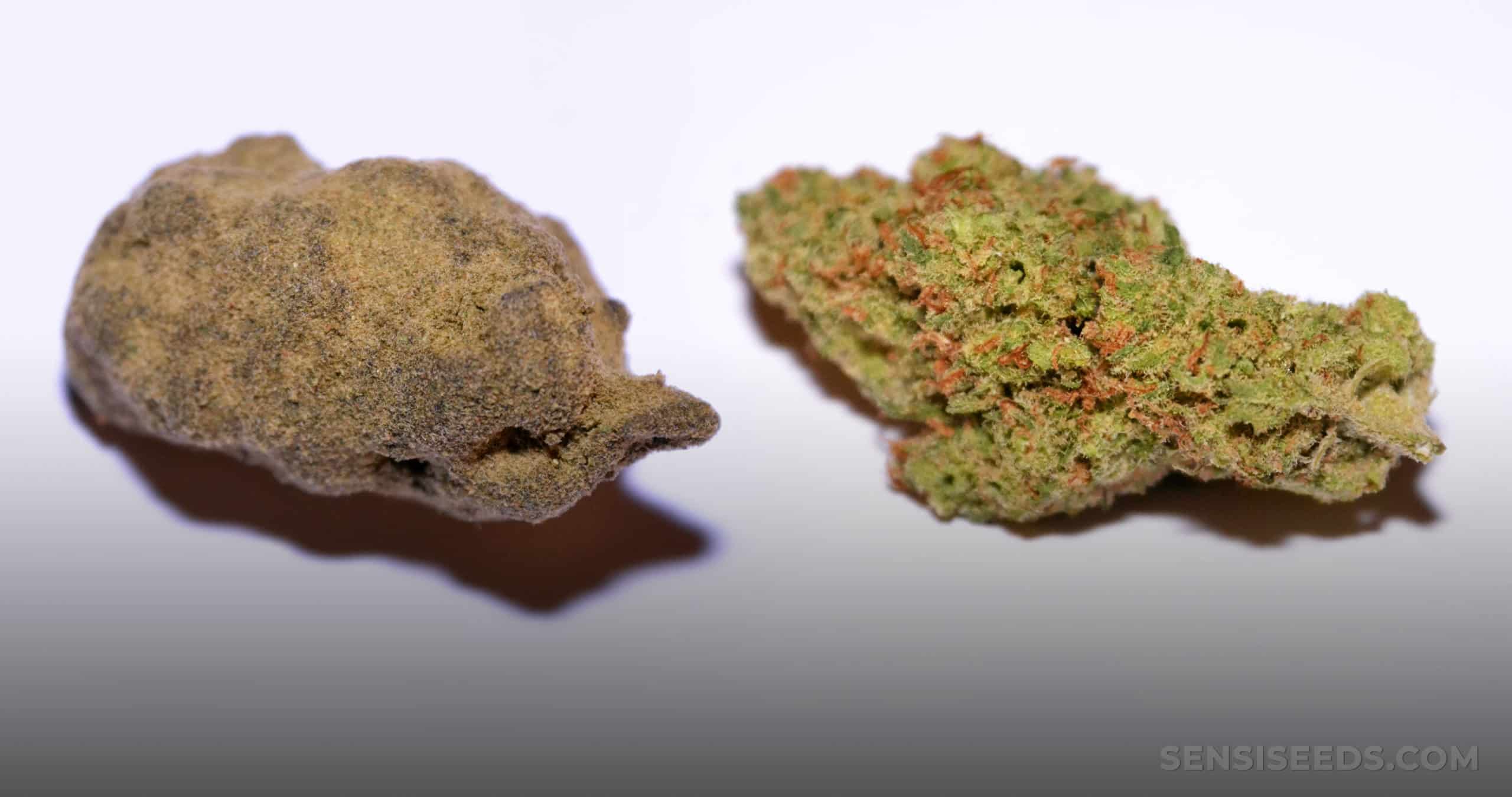 Hash Vs. Weed The Difference