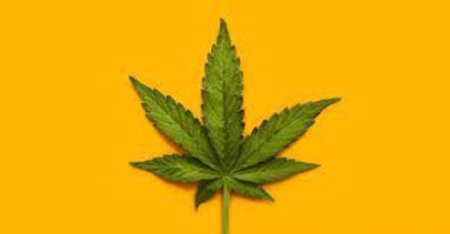 Hemp vs. Marijuana What Is Weed