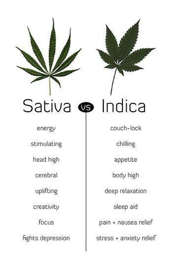 Indica In-Depth Review