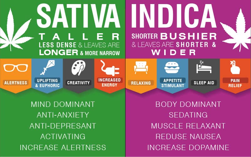 Indica vs Sativa Marijuana Strains for Anxiety - cbdication