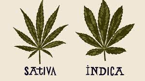 Sativa or Indica For Anxiety