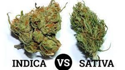 Indica