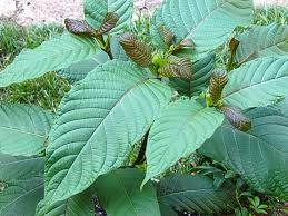 Kratom