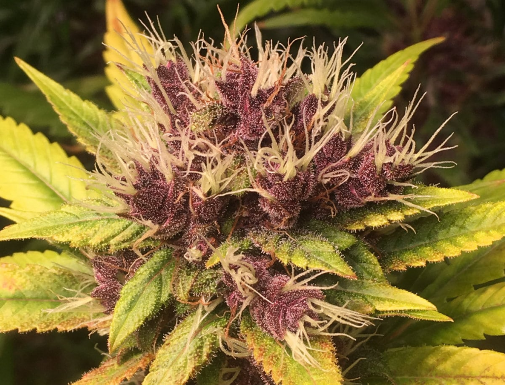 Godfather OG Seeds (Feminized) - Cbdication