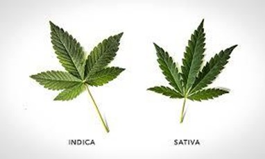 Sativa