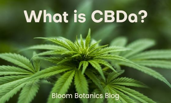 What Exactly is CBDA