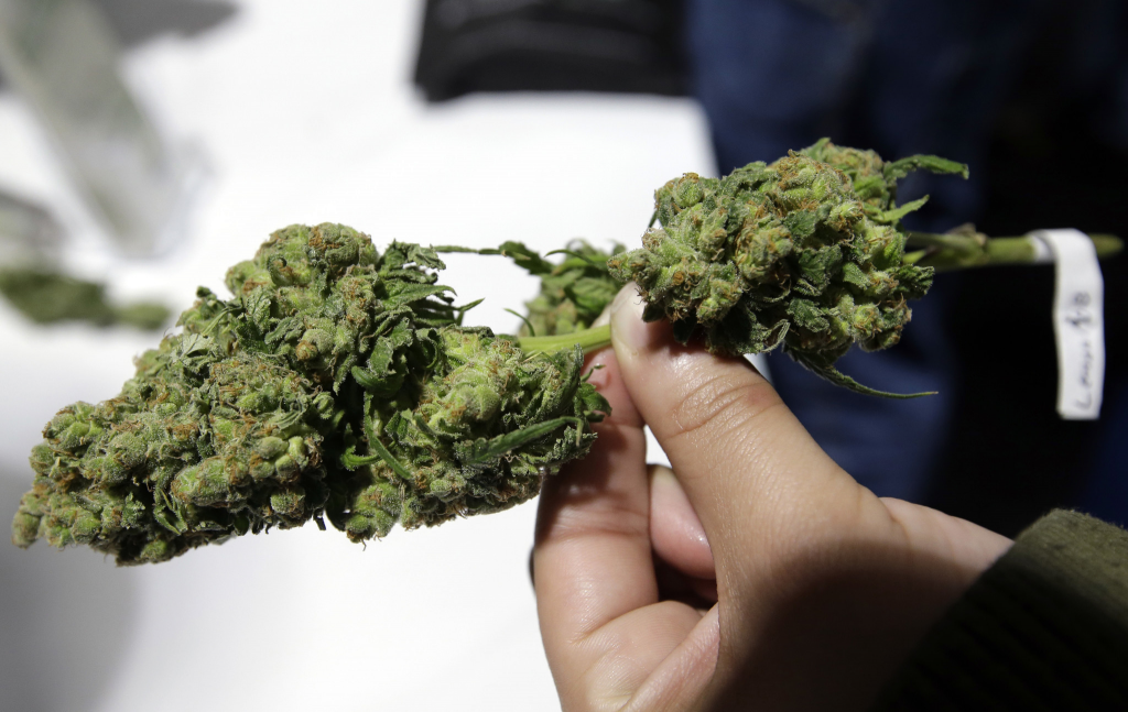 What is Cali Weed and is it Worth It? cbdication