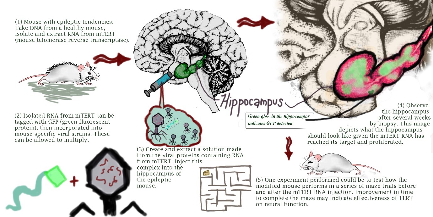 How Do I Take CBD For Seizures