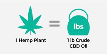 How Many Pounds of Hemp Does It Take to Make CBD Oil