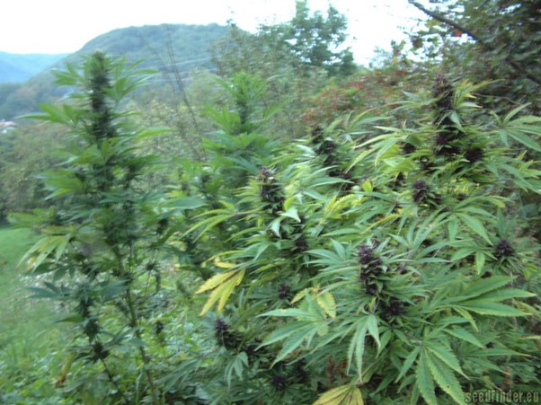 How to Find Marijuana Growing Naturally