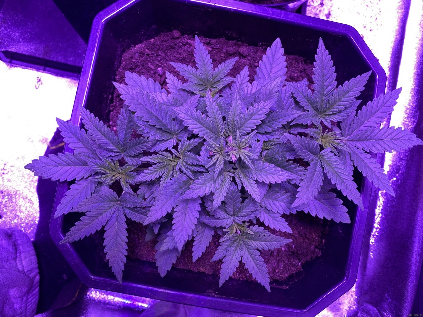 Is it Easy to Grow Weed in Illinois
