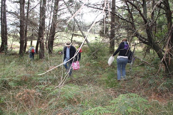 When Is a Good Time to Go Wild Weed Hunting